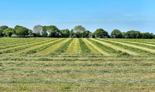 Terrain agricole en vente : trouvez les meilleures parcelles disponibles
